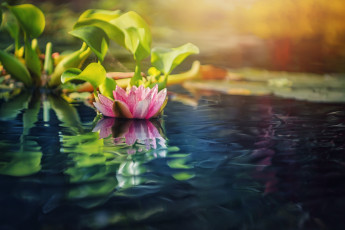 Картинка цветы лилии+водяные +нимфеи +кувшинки лето озеро лилии