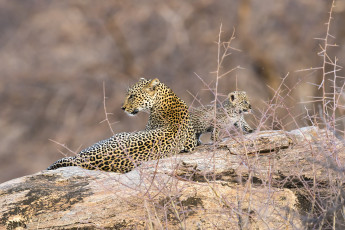 Картинка животные леопарды африка кения самбуру леопард