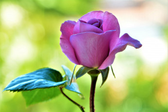 Картинка цветы розы макро роза цветок
