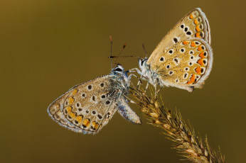 Картинка животные бабочки +мотыльки +моли макро колос фон травa