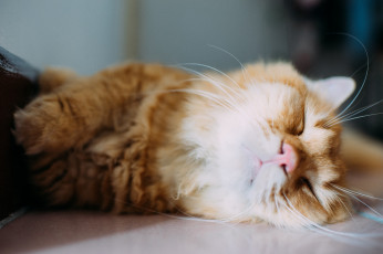 Картинка животные коты отдых усы шерсть кошка