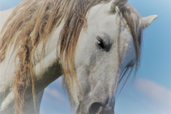 Картинка животные лошади грива лошадь конь