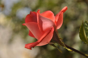 Картинка цветы розы бутон роза лепестки макро небо