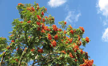 Картинка природа Ягоды +рябина рябина ягоды листья ветки