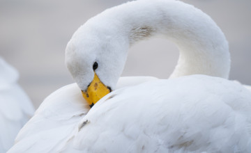 Картинка лебедь-кликун животные лебеди клюв белый птица