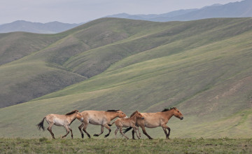 Картинка животные лошади холмы жеребенок пржевальского табун