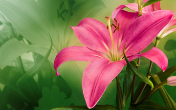 Картинка цветы лилии +лилейники крупным планом лилия розовая большая