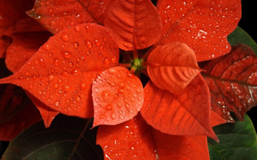 Картинка цветы пуансеттия капли цветок рождественская звезда пуансетия красная
