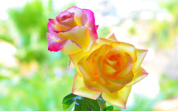 Картинка цветы розы макро фон лепестки цвета