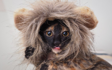 Картинка животные коты котенок глаза костюм