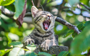 Картинка животные коты растения котенок