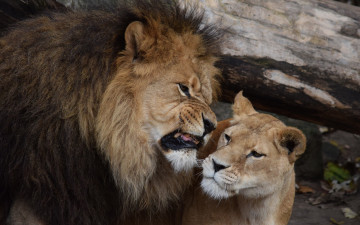 Картинка животные львы львица лев рык