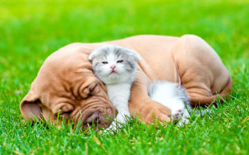 обоя животные, разные вместе, собака, сон, пушистый, взгляд, щенок, друг, котёнок, трава