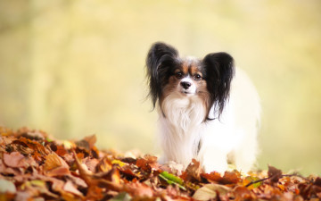 Картинка животные собаки собака листва щенок фон папильон осень