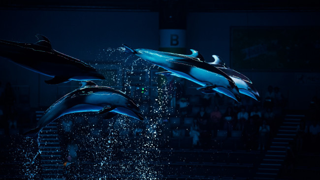 Обои картинки фото животные, дельфины, бассейн, праздник, шоу