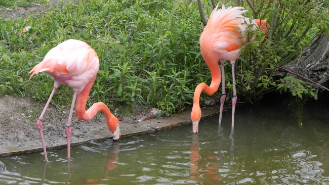 Обои картинки фото животные, фламинго, пруд, берег, птицы