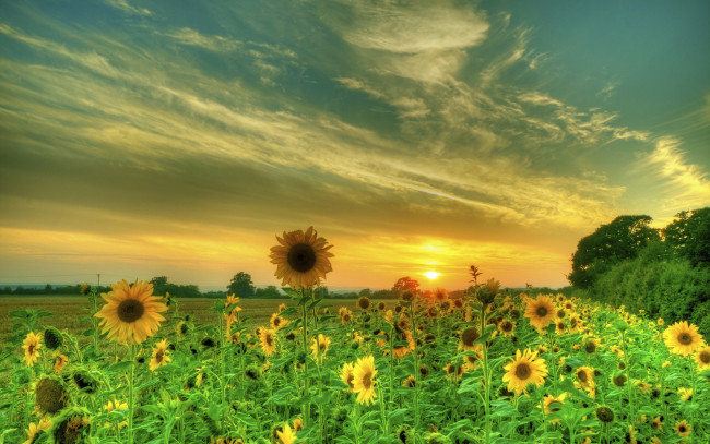 Обои картинки фото цветы, подсолнухи, поле, закат