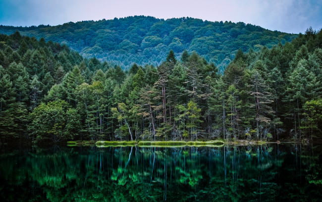 Обои картинки фото природа, лес, водоем, отражение, леса