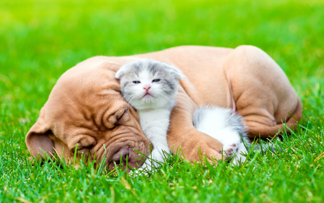 Обои картинки фото животные, разные вместе, собака, сон, пушистый, взгляд, щенок, друг, котёнок, трава