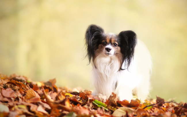 Обои картинки фото животные, собаки, собака, листва, щенок, фон, папильон, осень