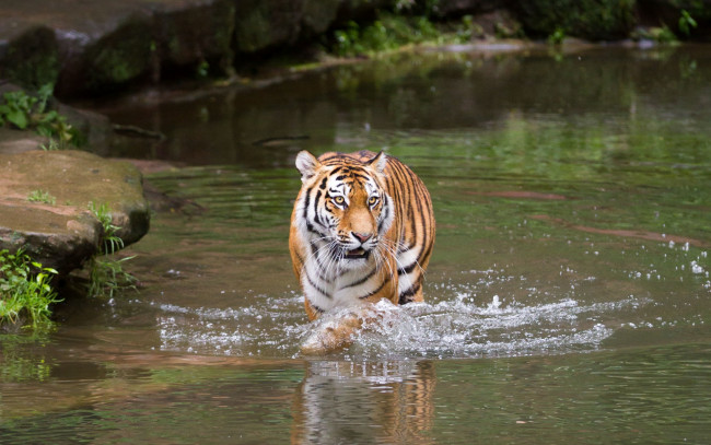 Обои картинки фото животные, тигры, камни, растения, водоем