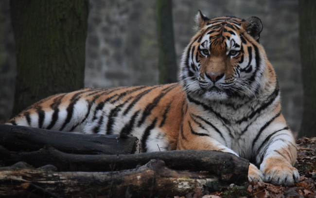 Обои картинки фото животные, тигры, взгляд, морда, амурский, тигр