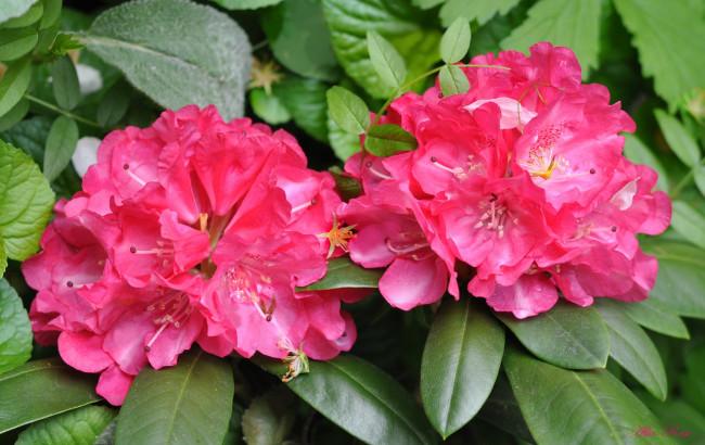 Обои картинки фото цветы, рододендроны , азалии, рододендрон, розовый, азалия