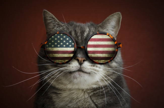 Обои картинки фото юмор и приколы, усы, очки, прикол, флаг, кот