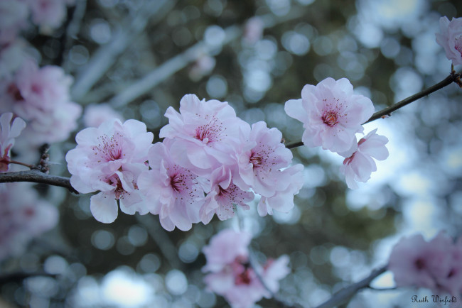 Обои картинки фото цветы, сакура,  вишня, ветки, дерево, цветение
