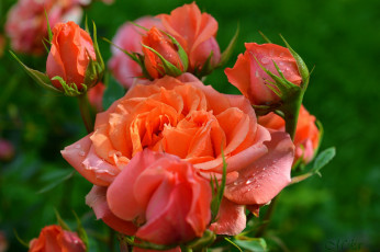 Картинка цветы розы orange roses