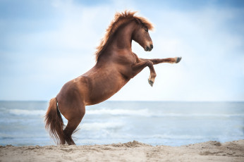 Картинка животные лошади лошадь