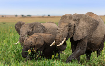 обоя животные, слоны, африка