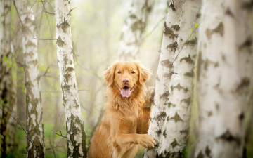 Картинка животные собаки собака березы лес язык