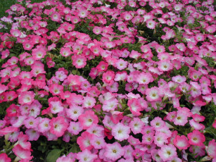 Картинка цветы петунии калибрахоа лепестки бутоны розовые
