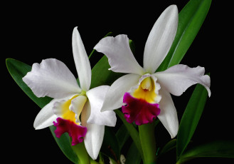 Картинка цветы орхидеи экзотика белый