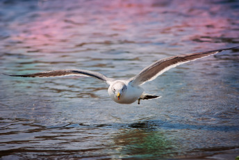 Картинка животные Чайки бакланы крачки полет крылья чайка вода