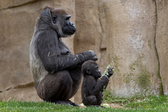 Картинка животные обезьяны малыш мама поза гориллы
