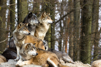 Картинка животные волки стая хищники