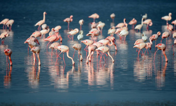 Картинка животные фламинго розовый стая