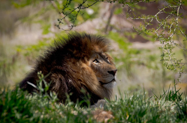 Обои картинки фото животные, львы, царь, отдых, грива