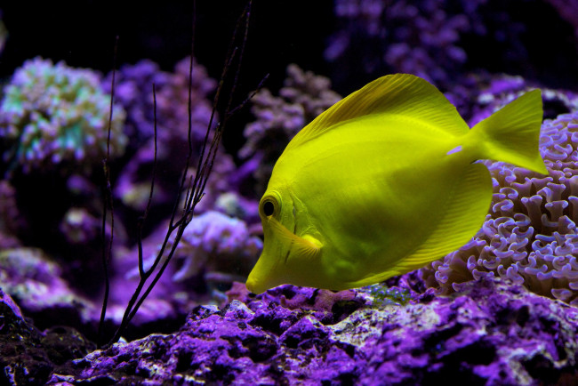 Обои картинки фото животные, рыбы, желтый, кораллы, тропики