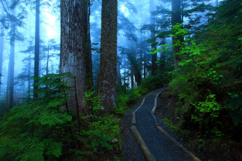 Картинка природа дороги туман дорога деревья лес