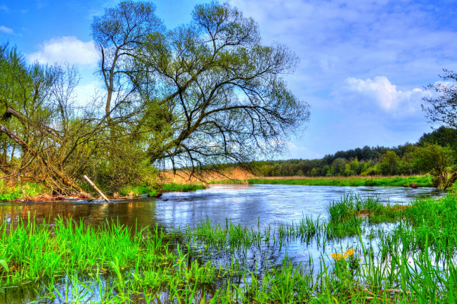 Обои картинки фото природа, реки, озера, лето, река, берег, осока, цветы, ветла