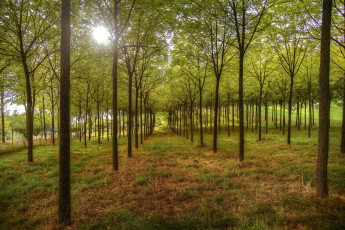 Картинка природа лес редколесье