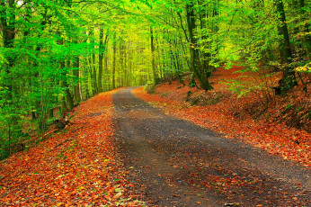 обоя природа, дороги, листья, лес, деревья, осень