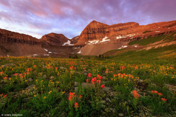Картинка природа горы луг цветы