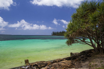Картинка природа тропики берег океан пальмы