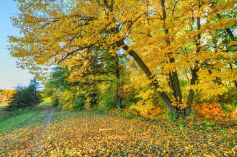 обоя природа, дороги, осень, небо, листья, дорога, деревья, лес, парк