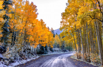 Картинка природа дороги лес горы небо сша деревья осень листья осина дорога колорадо аспен