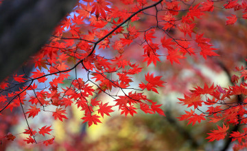 Картинка природа листья клен дерево багрянец осень ветка